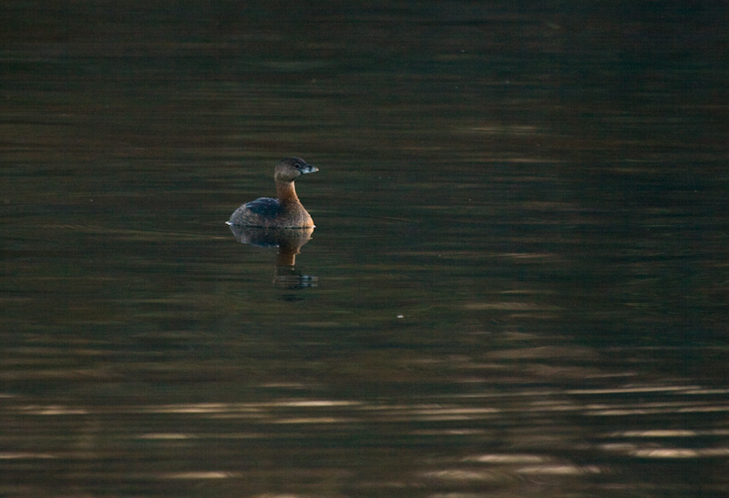 Pied-Billed Grebe